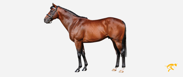 Derrinstown_Web_2017_HOMEPAGE_copy